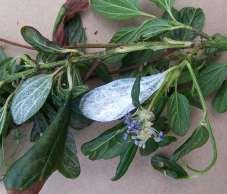 California lilac (Ceanothus