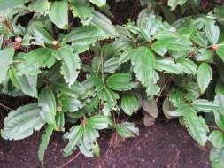 Viburnum davidii: leaf