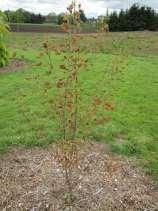 Birch (Betula sp.