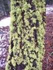 Moss and Lichens are not pathogenic Living with mosses
