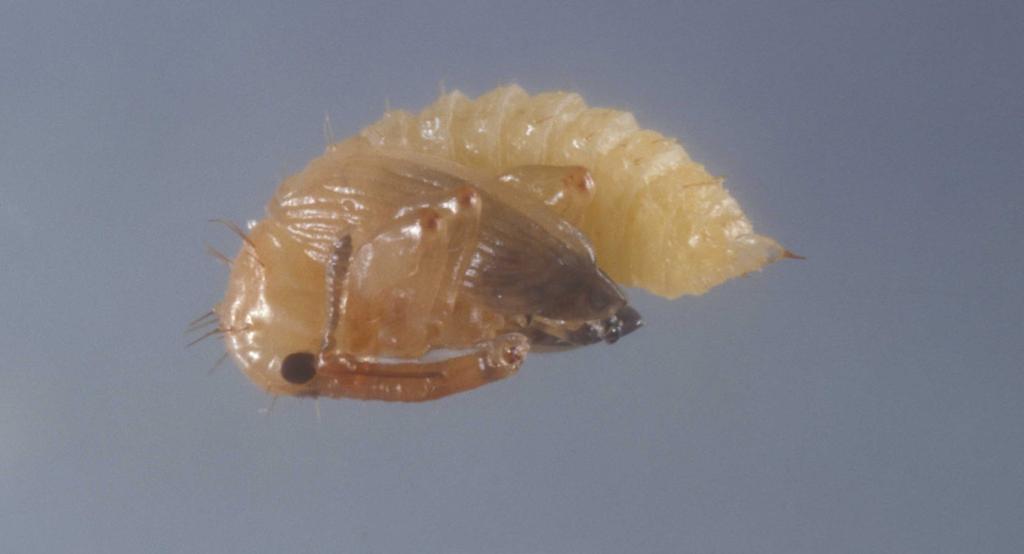 Second instars measure about 1.9 mm in length (range 1.3 to 2.6 mm). Third instars measure about 3.3 mm (range 2.2 to 5.0 mm). Mean development time of the larvae is about 1.7, 2.2, and 8.