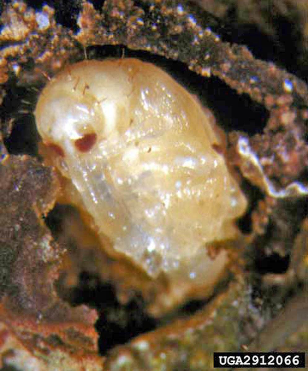 9 days, during which the larva creates a pupal cell from anal secretions. Figure 1. Pepper weevil, Anthonomus eugenii Cano, larva.