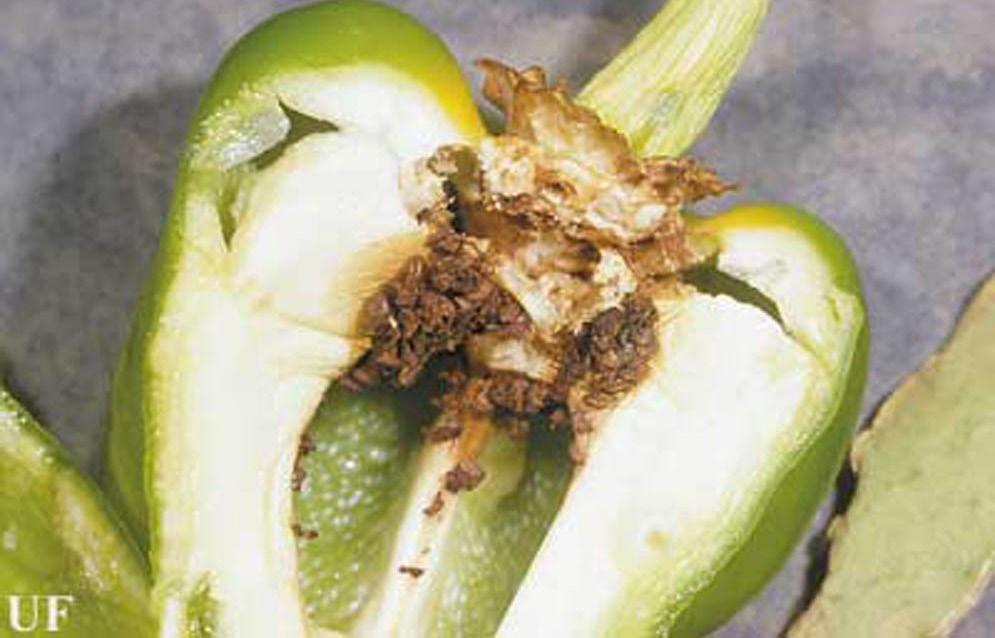 Host Plants Pepper weevil larvae develop only plants in the family Solanaceae.
