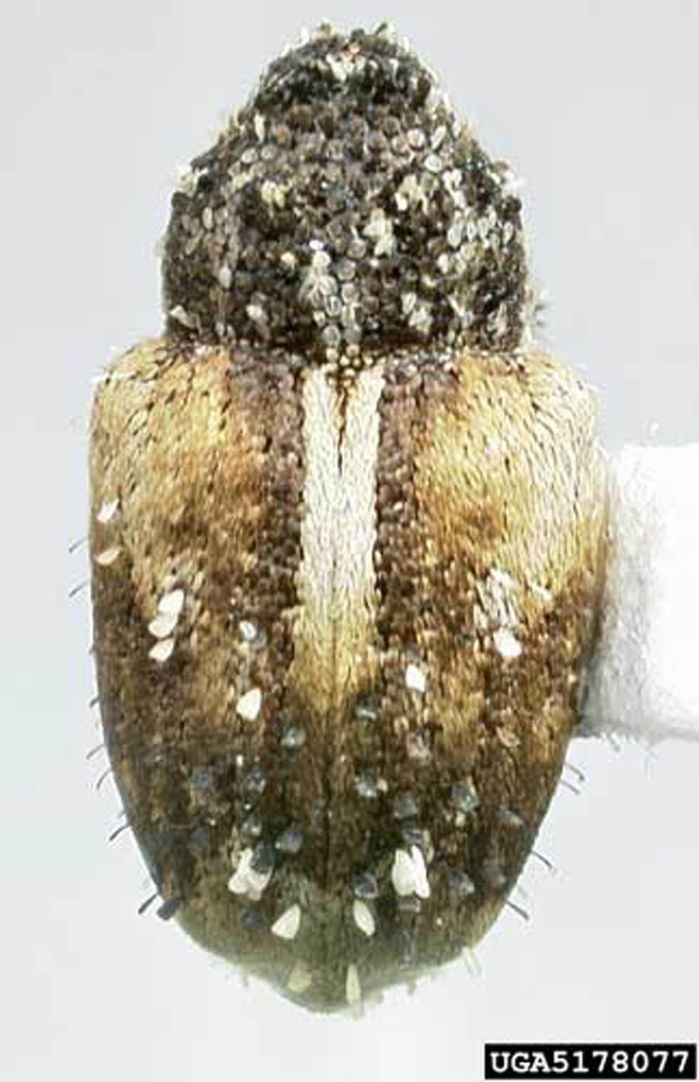 Figure 9. Adult Cuban pepper weevil, Faustinus cubae (Boheman), showing actual size. Figure 7.