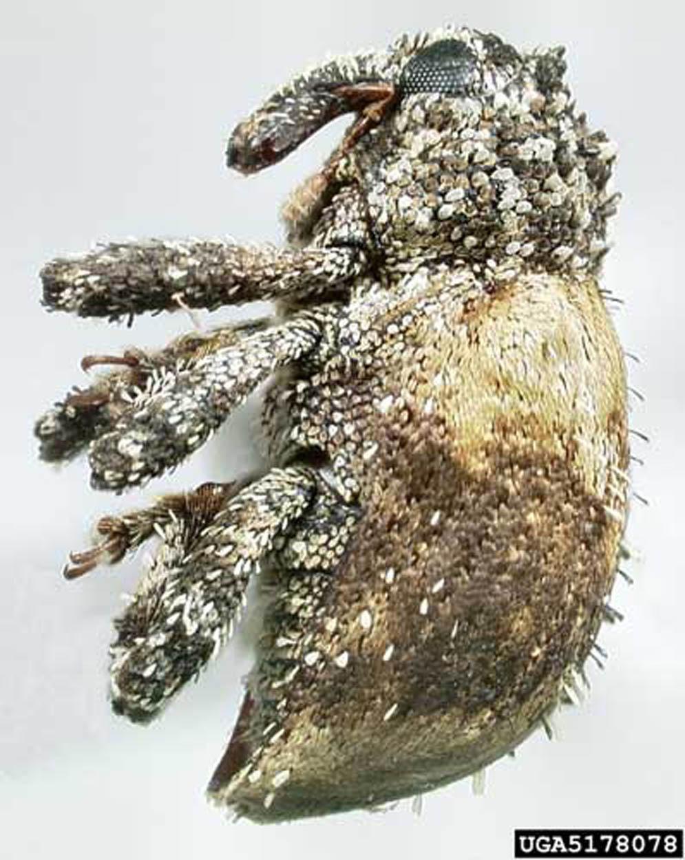 org Figure 8. Adult Cuban pepper weevil, Faustinus cubae (Boheman), lateral view.