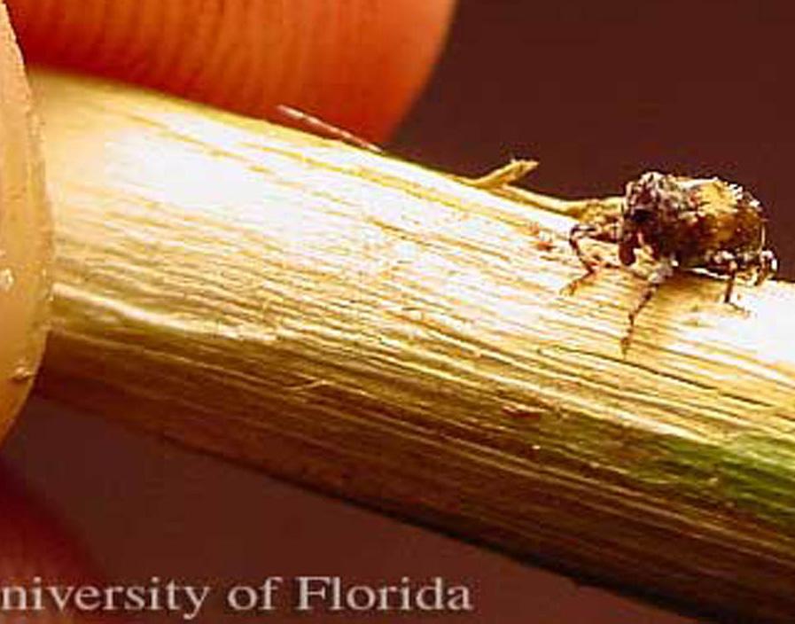 org Figure 10. Larva of the Cuban pepper weevil, Faustinus cubae (Boheman).