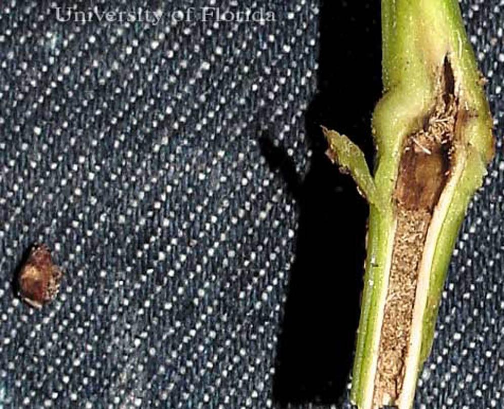 Cultural Practices There are few cultural practices that significantly affect pepper weevil damage. Berdegue et al.