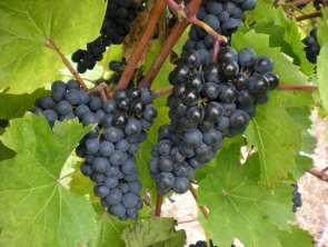 Vineyard Layout Grape Variety