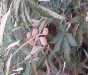 The wild edible fruit plant recorded in present study are also used to cure several ailments viz. cold, cough, headache, jaundice, Colic pain, toothache and rheumatism.