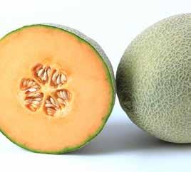 Western Shippers Durawest F1 Hybrid extended shelf life netted melon