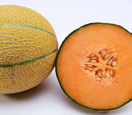 Sutured Sun Delicious F1 Hybrid sutured Sun type melon Round