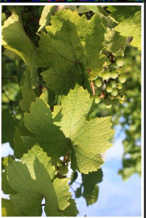The working threshold for spider mites (TSSM and ERM combined) in our area is 7 to 10 mites per leaf, although this will vary depending on health of the vineyard, crop load, value of the grape, etc.