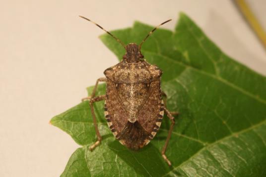 are now in New York and may become pests of grapes: the brown marmorated stink bug and the spotted wing drosophila. Brown Marmorated Stink Bug.