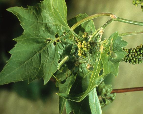 insecticides labeled for use against plant bugs (Imidan, Danitol, and Assail [only BGB on label]). Grape Plume Moth.