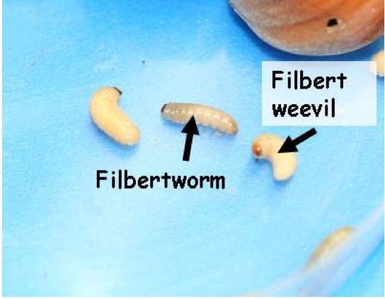 Filbertworm and filbert weevil Filbertworm and filbert weevil larvae feed on nut kernels and can cause between 20 and 50 percent damage if untreated. Both species cause similar damage (Figure 2).