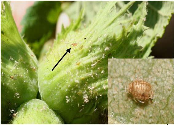 The hazelnut aphid, a newly invasive species, was first reported by the Oregon Invasive Species Council in October 2003 on hazelnut trees in the northern Willamette Valley.