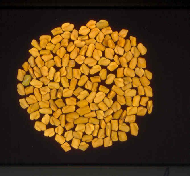 Fenugreek has two areas of origin: the Indian sub-continent and the Eastern Mediterranean Region.