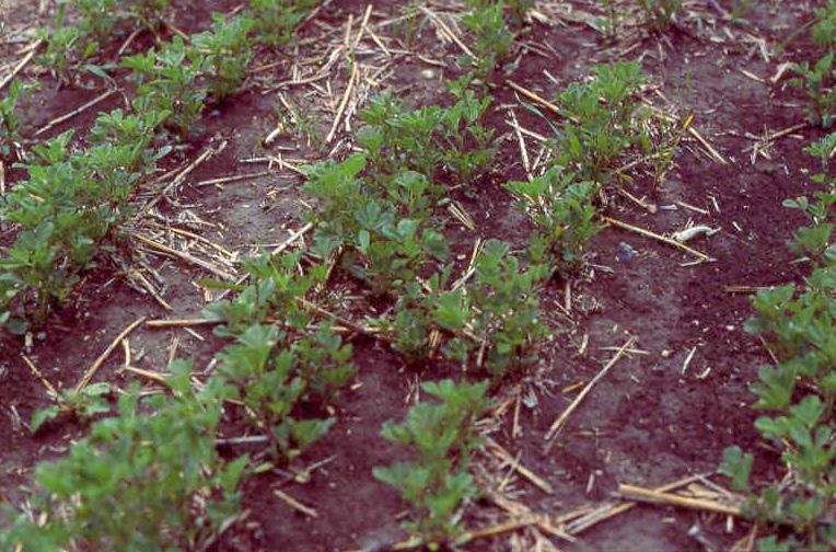 Inoculation Fenugreek is a member of the legume family, is closely related to alfalfa, and has the ability to form a symbiotic relationship with nitrogen-fixing soil bacteria called Rhizobia.