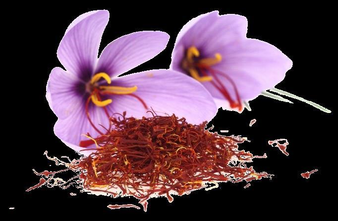 Our Products Saffron Storing Either grinded or intact, saffron will lose its aroma and flavour