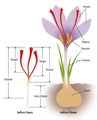 What is saffron? Saffron is a spice obtained from the stigmas of the crocus sativus flower, commonly known as saffron rose.