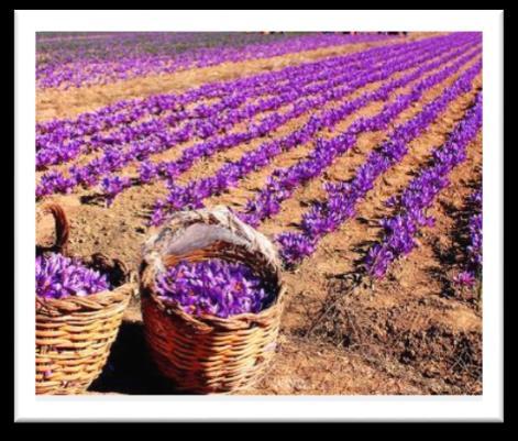 Cultivation of saffron The cultivation of saffron needs an altitud of 700 to 1000 metres and a