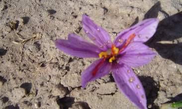 botanical discription(continue) Flower has