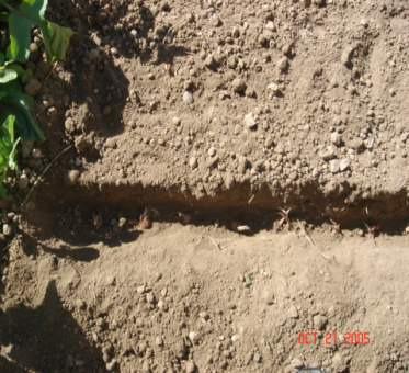 Cultivation Raise bed Row to row distance 30cm Plant to plant distance 10-20cm Planting