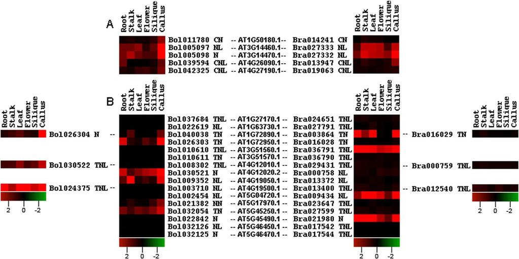 Yu et al. BMC Genomics 2014, 15:3 Page 13 of 18 Figure 4 Heat map representation of orthologous gene pairs for CNL and TNL types between A. thaliana compared to B. oleracea and A.
