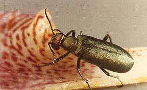 Nuttall Blister Beetle: Adults are metallic green or purplish beetles; 16.
