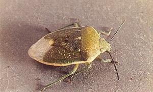 Its toxic saliva kills seedling plants Stinkbugs: Adults are green,