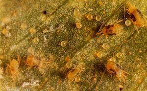 Two-spotted spidermite: eightlegged mites are lemon green in color and have a black spot on