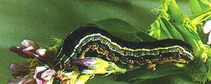 Western Yellowstriped Armyworm: 50 mm long with velvety black stripes on top and