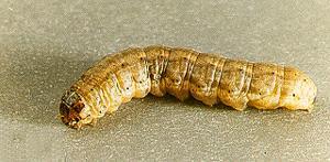 Army Cutworm: up to 40 mm long.