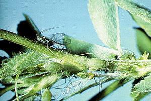 Blue Alfalfa Aphid: bluish green and 3 to 3.5 mm long.