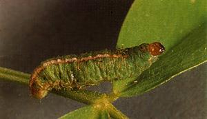 Clover Leaf Weevil: Larvae are green with a dark brown head and a white stripe down the back.