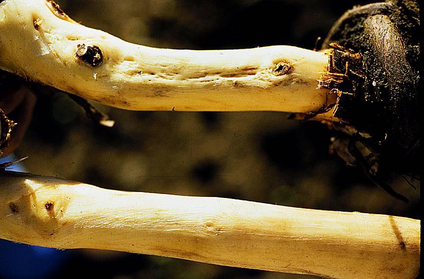 Rugose wood disease