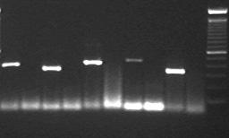 RT-PCR detection of grapevine viruses Mr GLRaVs - 1-2 - RG - 3-4 - 5-9 + - + - + - + - + - + - +