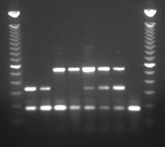 RT-PCR detection of grapevine viruses