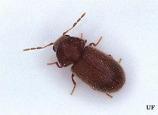 food. Figure 2. Sawtoothed grain beetle.