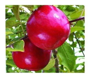 #54 Blackgold Sweet Cherry A self-pollinating dark sweet cherry that ripens in July.