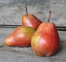 An all purpose apple, but especially good for baking and sauce. The sweet and juicy fruit ripens in late September.