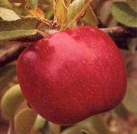 Ruby Mac Apple - The fruit colors early with a deep red hue.