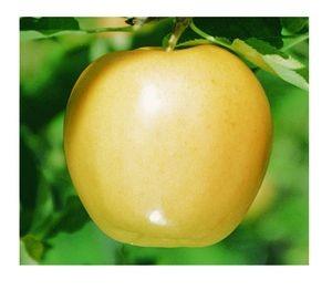 Great for eating and baking. Ripens in September.. Zones 4-7 Forester s Pick - Wolf River Apple #53.