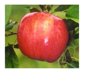 Large fruit is perfect for cooking and sauces. Cold hardy, ripens late September. Zones 3-8.