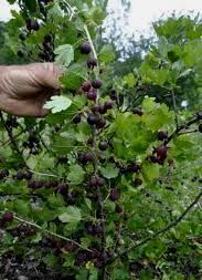 Trellising gooseberries increases air circulation makes fruit easier to harvest allows you to grow more plants in less space Gooseberries are easily propagated through tip layering or stool bedding