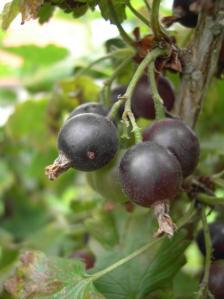 Jostaberry Ribes nidigrolaria Complex-cross in the Ribes genus R. nigrum, black currant R. divaricatum, black gooseberry R.