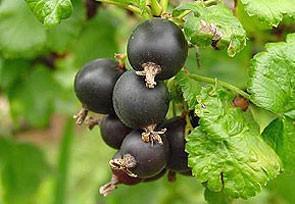 Edible raw or cooked Rich in vitamin C Not well suited to mechanical harvest Plants are thornless Cultural requirements are the same as for other currants Flowers are perfect, self-fertile following