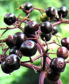 (Sambucus nigra) Today commercial planting in Europe, Chile and the U.S. Commercial elderberry production and market development efforts in the U.