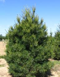 00) Norway Spruce (Picea abies) 3 Year Seedlings, 10-18 (Precision Sown) One of the fastest growing spruces with short deep green needles. Grows to 75-80 feet.