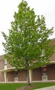 00) Figure 1 Balsam Fir (Abies balsamea) 4 Year Transplants, 6-12" The Balsam Fir is a medium growing evergreen and can grow up to 50 feet tall.